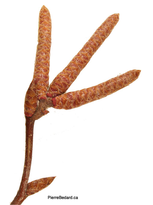 Ostrya virginiana